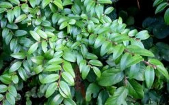 Evergreen Huckleberry (Vaccinium Ovatum) - 1 Gallon Pot -FRUIT TREES & PLANTS Sales vaccinium ovatum evergreen huckleberry 12 1