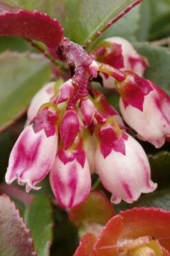 Evergreen Huckleberry (Vaccinium Ovatum) - 1 Gallon Pot -FRUIT TREES & PLANTS Sales vaccinium ovatum evergreen huckleberry 4 1