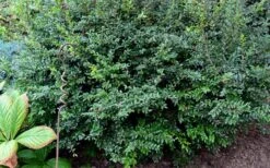 Evergreen Huckleberry (Vaccinium Ovatum) -3 Gallon Pot -FRUIT TREES & PLANTS Sales vaccinium ovatum evergreen huckleberry 9
