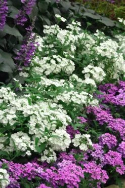 EnduraScape White Verbena - 10 Pack Of Pint Pots 11 EnduraScape White Verbena - 10 Pack Of Pint Pots -FRUIT TREES & PLANTS Sales verbena endurascape white 1