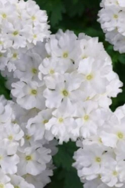 EnduraScape White Verbena - 5 Pack Of Pint Pots -FRUIT TREES & PLANTS Sales verbena endurascape white 2 1