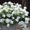 EnduraScape White Verbena - 10 Pack Of Pint Pots 2 EnduraScape White Verbena - 10 Pack Of Pint Pots -FRUIT TREES & PLANTS Sales verbena endurascape white 4