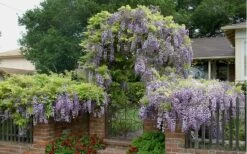 Blue Chinese Wisteria Vine (Wisteria Sinensis) - 3 Gallon Pot 10 Blue Chinese Wisteria Vine (Wisteria Sinensis) - 3 Gallon Pot -FRUIT TREES & PLANTS Sales wisteria sinensis chinese blue 2