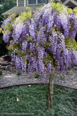 Blue Chinese Wisteria Vine (Wisteria Sinensis) - 3 Gallon Pot 11 Blue Chinese Wisteria Vine (Wisteria Sinensis) - 3 Gallon Pot -FRUIT TREES & PLANTS Sales wisteria sinensis chinese blue 8