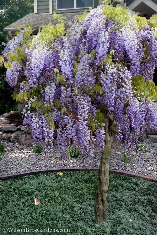 Blue Chinese Wisteria Vine (Wisteria Sinensis) - 3 Gallon Pot 7 Blue Chinese Wisteria Vine (Wisteria Sinensis) - 3 Gallon Pot - Image 5