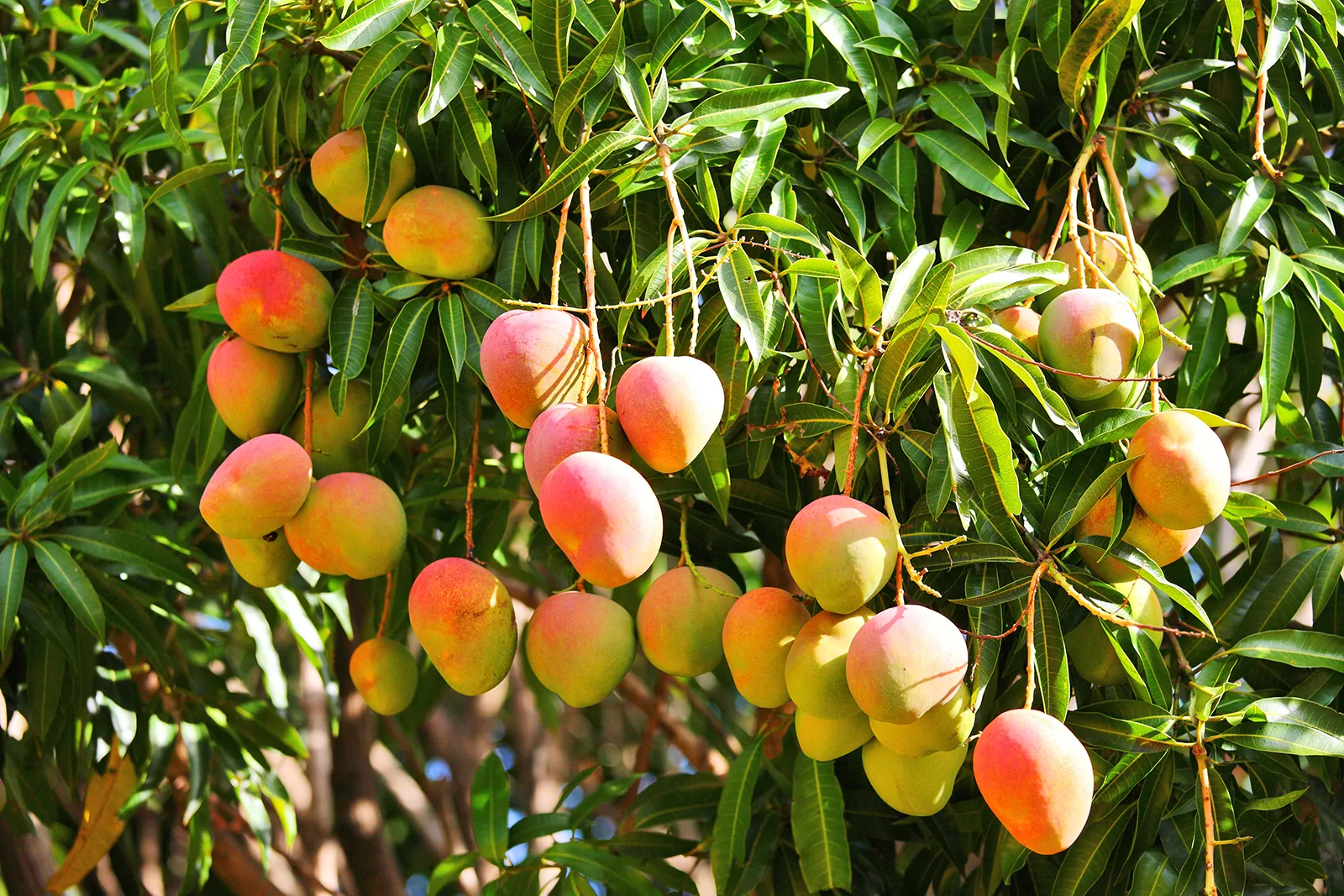 FRUIT TREES & PLANTS Sales -FRUIT TREES & PLANTS Sales 66b8cac4406eee20b23af5dd 66b8b4470a4ce1c0dc8d5557 66916e2177620bb24718ae65 mango20tree