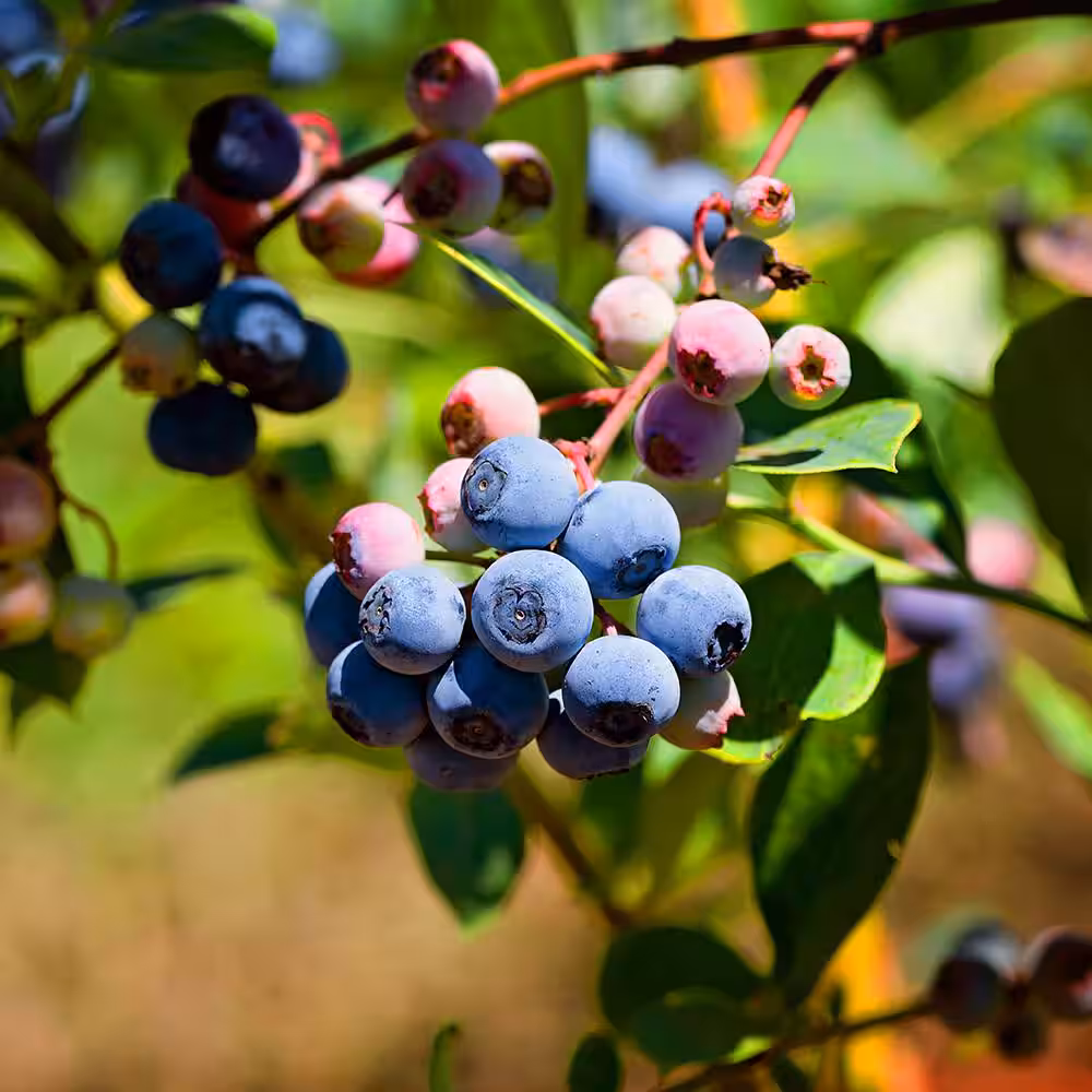 FRUIT TREES & PLANTS Sales 21 FRUIT TREES & PLANTS Sales -FRUIT TREES & PLANTS Sales fruit plants blucli01g 64 1000